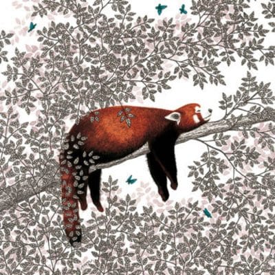 Carte postale éditions Titi-Pinson. Panda roux dormant sur branche.