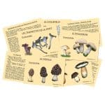 Pour une cueillette en toute sécurité ainsi que des conseils et recettes sur les champignons