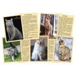 cartes détaillées des 24 races de chats les plus connus, Marc Vidal