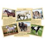 cartes détaillées des 27 races de chevaux les plus connues, Marc Vidal